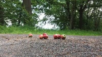 Sneaker-girl Jess – Apple Crushing